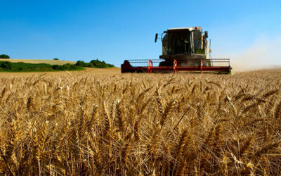Factores que afectan a la calidad del grano