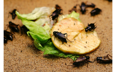 Insectos, ¿el futuro de la alimentación?