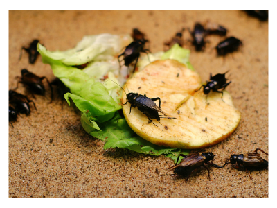 Comer saltamontes, como San Juan Bautista, ¿el futuro de la