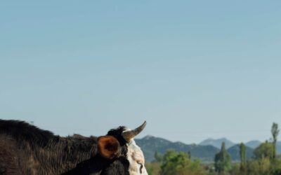 EL AGUA EN LA AGRICULTURA Y GANADERÍA: SU IMPORTANCIA Y MANEJO